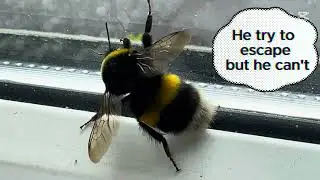 A close view of a bee.🐝
