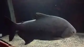 #trivandrumzoo#shortsfeed#youtubeshorts#subscribe#shorts#trending#fish#viral#fishshort#fishesvideo