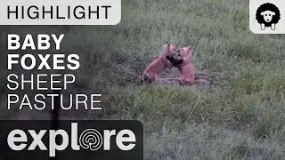 Baby Foxes - Farm Sanctuary Sheep Pasture - Live Cam Highlight
