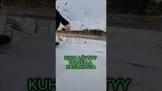 Kuha l&ouml;ytyy talvella kaislikosta! #kuha #kalastus #pilkkiminen #talvikalastus