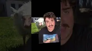 Crazy Fact About Geese! 🐦😱