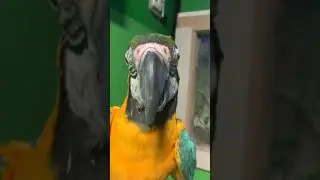 Smart talking Macaw Says Halu Hay #shorts #macawparroteatingmandarin #macau