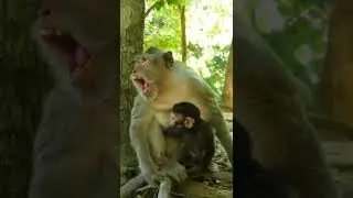 Cute Baby Monkey Cinn #Shorts 212