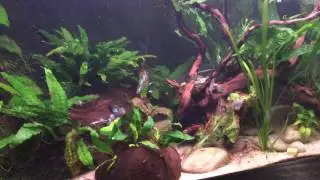 Nebula guppies 5/3/17