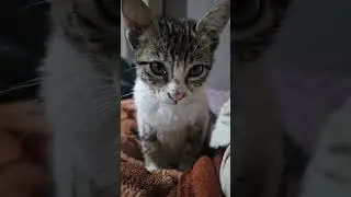 small cat beauty .....#cat #youtube #love #animals #pets