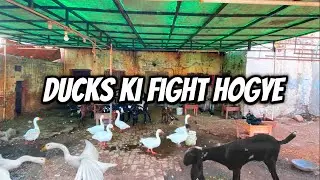 Ducks ki fight hogye / Bakri ka bacha perchan kiyu han
