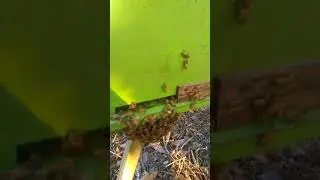 pembiakan lebah madu | honey bee breeding