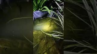 Is it a Newt? And where are all the tadpoles?