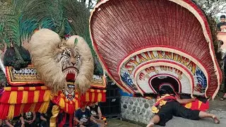 NGERI BANGET ‼️ ATRAKSI PEMBARONG TAKLUKKAN DADAK MERAK RAKSASA SYAILENDRA 