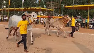 2025 నరసరావుపేట 6t *_6వ జతగా:_**_శ్రీ కావ్య నంది బ్రీడింగ్ బుల్స్ సెంటర్నెల్లూరి రామకోటయ్య గారు