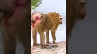 Cute Baby Monkey - Most Smart Baby Monkey In The  World