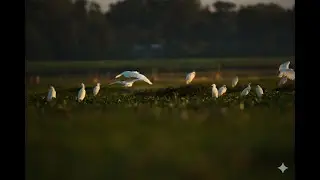 My FIRST Bird Photography Trip In My Home Town Hailakandi, Assam, India