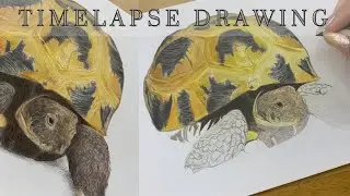Drawing a Tortoise in Coloured Pencils