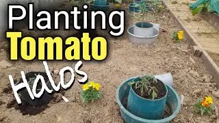 How to Plant Tomato Halos in the Polytunnel | Gardening for Beginners