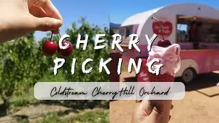 Cherry Picking 🍒 | Summer activity - cherry picking at Coldstream CherryHill Orchard!