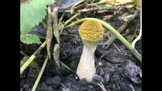 ОСЕННИЕ ОПЯТА  Armillaria mellea : КАК УЗНАТЬ? ЗАБОЛЕВАНИЕ ГРИБА ВЕШЕНКИ???