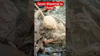 Spore dispersal in fungi #mushrooms #biology