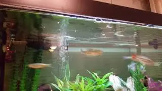 Needle nose gar eating a few live minnows (no music)