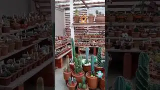 Jardim de Cactos e Suculentas na Laje 💚 #shorts
