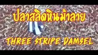 ปลาสลิดหินม้าลาย หรือ ปลาสลิดหินอานม้า Three stripe damsel