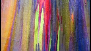 Rainbow Eucalyptus Seeds  eBay