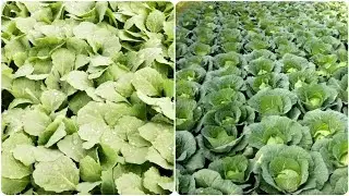 Cabbage Farming | Cabbage cultivation | Cabbage Farming Technique from Seedlings to Harvest