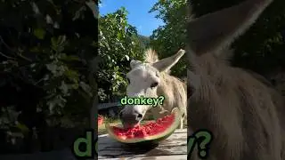 Difference Between Mule and Donkey? 😳