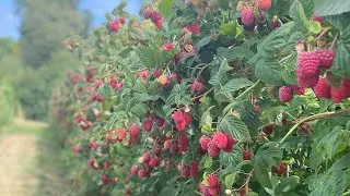 Fruit picking strawberry and raspberry in Hampshire
