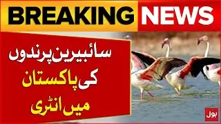 Winter Season Starts | Entry Of Siberian Birds Into Pakistan | Pakistan Weather | Breaking News
