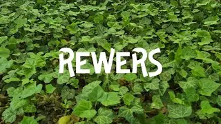 Kolektyw Ruchu Koncept - Rewers | 2025