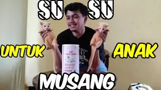 Tutorial Cara Menyusui Dan Rekomendasi Susu terbaik Untuk Anak Musang