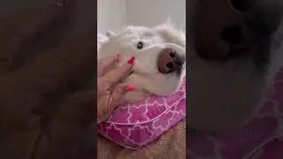 Sleepy Husky #shorts