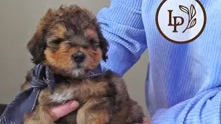 Meet Alexa's F1b Mini Bernedoodle Puppies! - The 