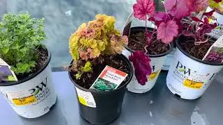 Clearance Home Depot Plant Haul!