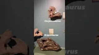 Cretaceous Canada on Display with Special Appearances!