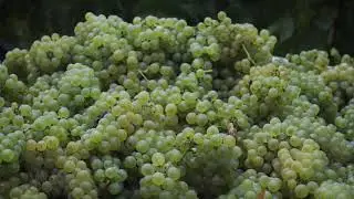 SOUMAH Chardonnay