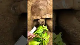 Giant Tortoise Feeding #mauritius #thefamilytraveller23 #familytraveler #familyvacation #wildlife