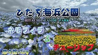満開のネモフィラ＆チューリップ（ひたち海浜公園）2024