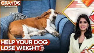 Hydrotherapy Can Help Your Dog Lose Weight&nbsp;| GRAVITAS