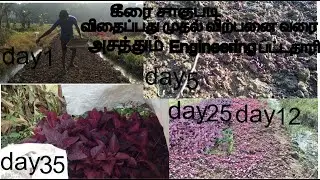 கீரை விதைப்பது முதல் விற்பது வரை | Red spinach cultivation in tamil