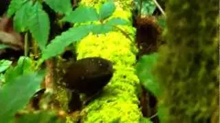 Pygmy Wren-babbler