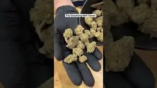 IS CANNABIS IN THAILAND  GOOD?! (WATCH)  #cannabiscommunity #kohsamui #thailand #weed