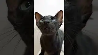 Lovely Nose ❤ Oriental Shorthair Cat