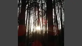 Rise N' Shine