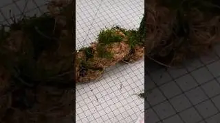 Attaching moss to coconut mats  #terrarium #terrariumdesign #terrariumplants #mossterrarium