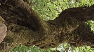 Treep - K&agrave;lo