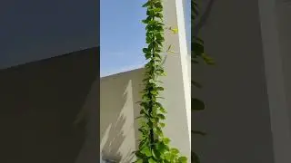 Yellow Allamanda / Golden Trumpet Vine | Life in India 🇮🇳