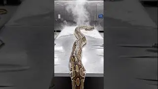 AI Technology Exposed: Giant Burmese Python Skill! 🐍 (100% AI) #Shorts