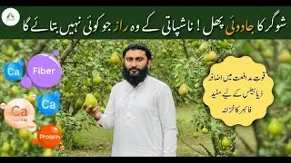 Sugar ka jadooi phal! Nashpati ke woh raaz jo koi nahi bataega | pear treasure
