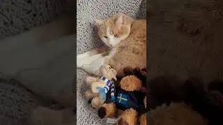 Mom! My stuffed animals are moving again! 🙊 #shorts #cat #funny #toys #funny